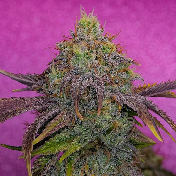 Watermelon Zkittles semilla > Pure Instinto | Semillas feminizadas  |  Índica